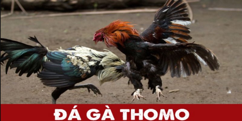 Đá gà Thomo là hình thức cá cược lâu đời có nguồn gốc đến từ Campuchia